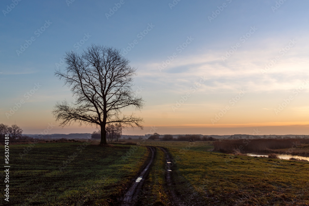 Poranek w Dolinie Narwi, Podlasie, Polska Poranek w Dolinie Narwi, Podlasie, Polska