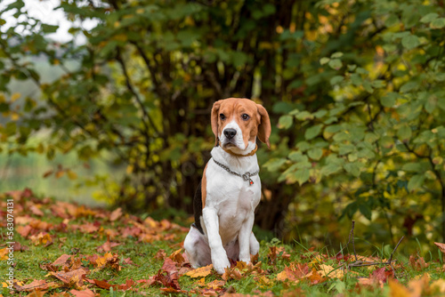 Beagle Dog Sitting on the grass. Autumn Leaves in Background.