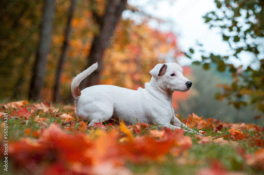 Happy Jack Russell Terrier Dog Lying on the Grass. Autumn Leaves in Background Happy Jack Russell Terrier Dog Lying on the Grass. Autumn Leaves in Background