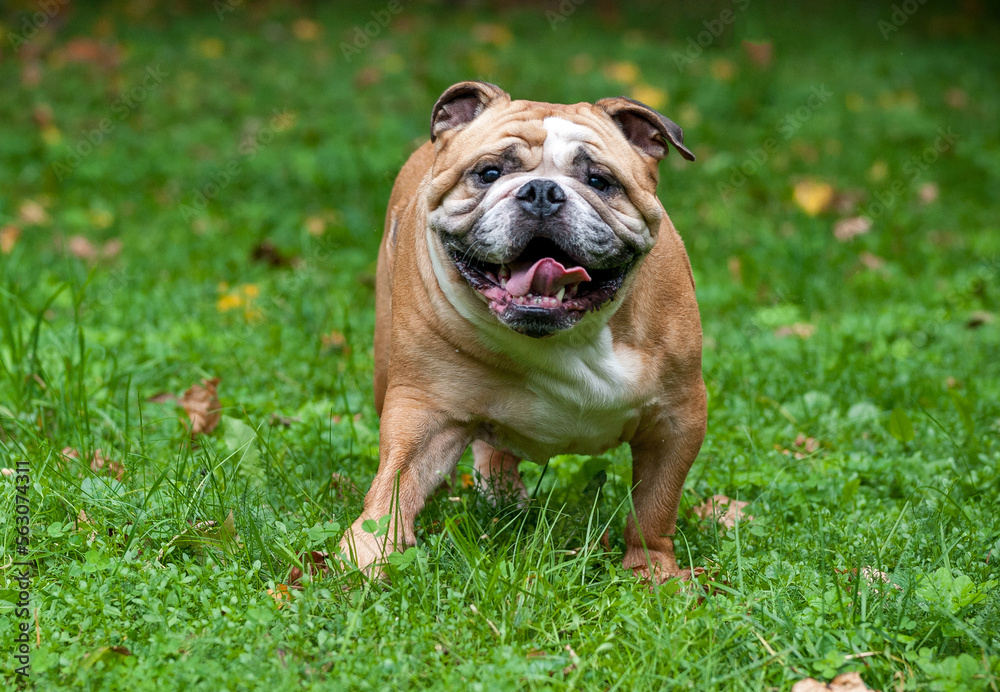 English Bulldog Dog Running on the Grass. Open Mouth. Portrait