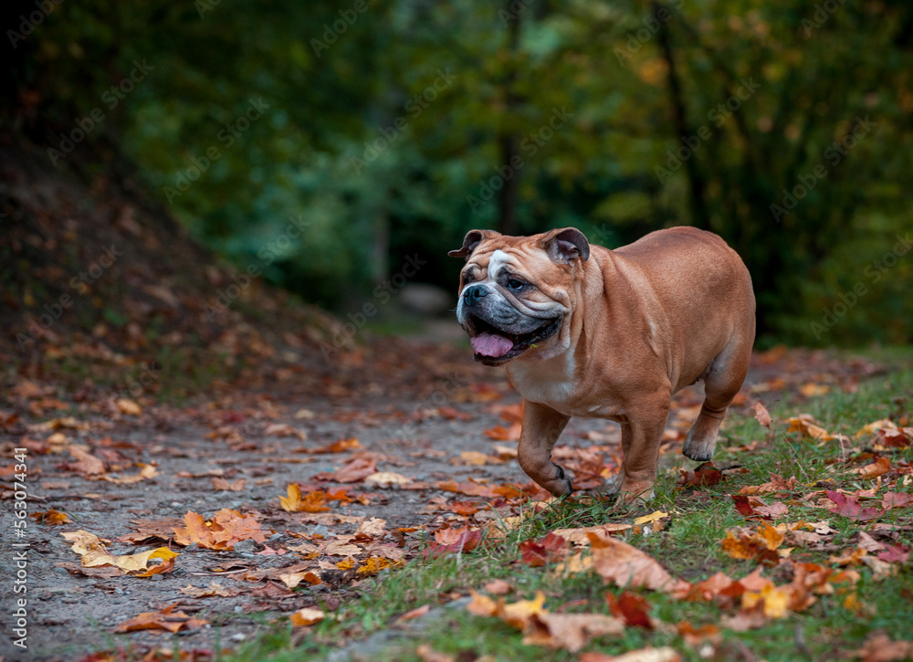 English Bulldog Dog Running on the Grass. Autumn Leaves in Background