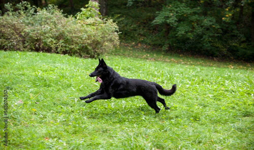 Black German Shepherd Dog Running on the grass. Open Mouth, Tongue Out Black German Shepherd Dog Running on the grass. Open Mouth, Tongue Out