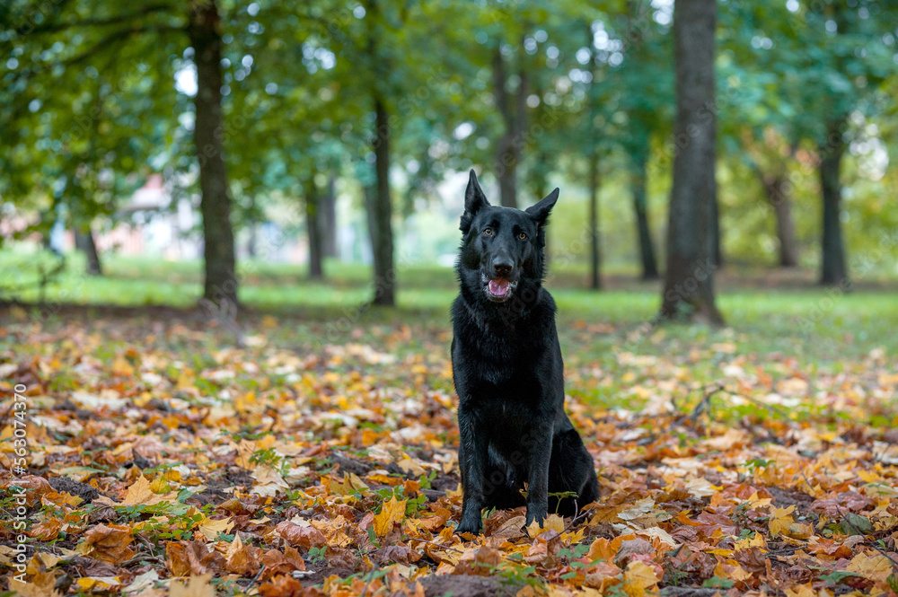 Black German Shepherd Dog Sitting on the grass. Open Mouth. Autumn Leaves in Background Black German Shepherd Dog Sitting on the grass. Open Mouth. Autumn Leaves in Background