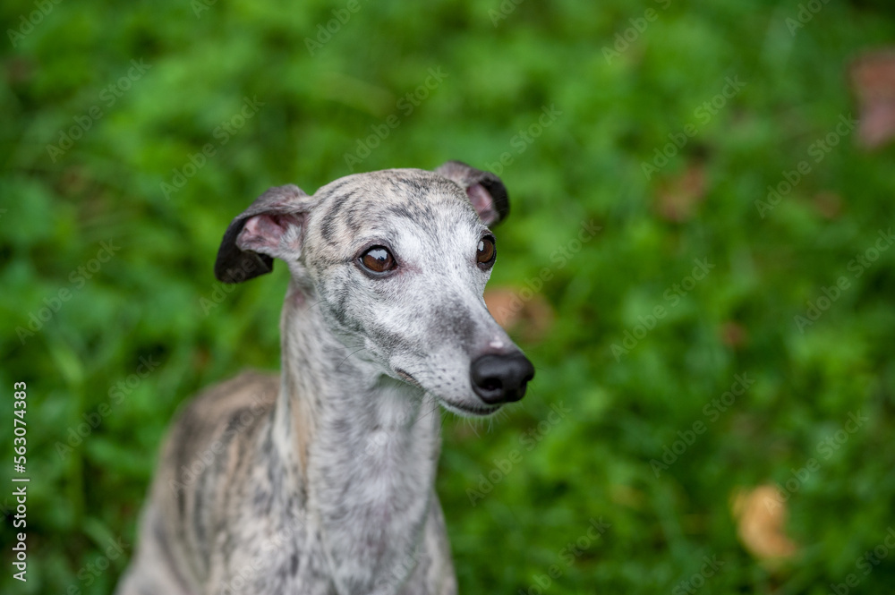 Whippet Dog Sitting on the Grass. Portrait. Whippet Dog Sitting on the Grass. Portrait.