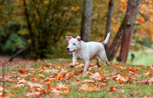 Happy Jack Russell Terrier Dog Lying on the Grass. Autumn Leaves in Background