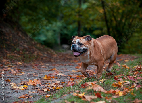 English Bulldog Dog Running on the Grass. Autumn Leaves in Background