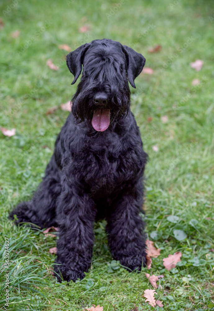 The Giant Schnauzer breed dog Sitting on the grass. Portrait. Also known as Riesenschnauzer.