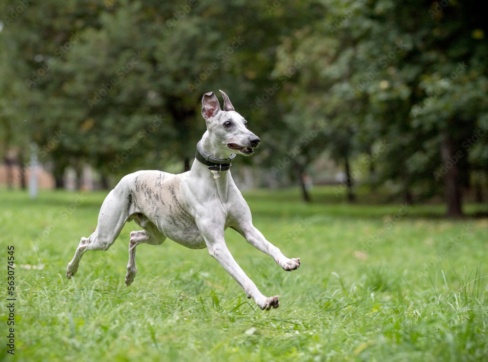 Whippet Breed Dog Running on the Grass. Whippet Breed Dog Running on the Grass.
