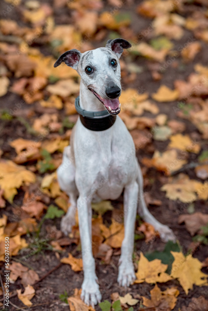 Whippet Breed Dog Sitting on the Grass. Portrait. Autumn Leaves in Background Whippet Breed Dog Sitting on the Grass. Portrait. Autumn Leaves in Background