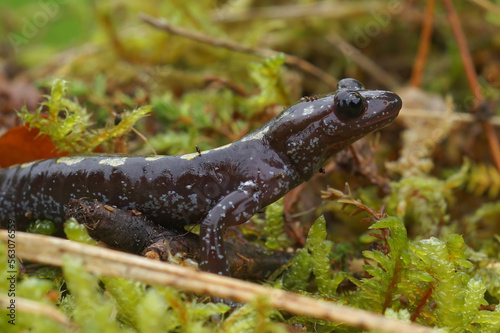 Closeup on the rare and stream dwelling, yellow spotted European Caucasian salamander, Mertensiella caucasica