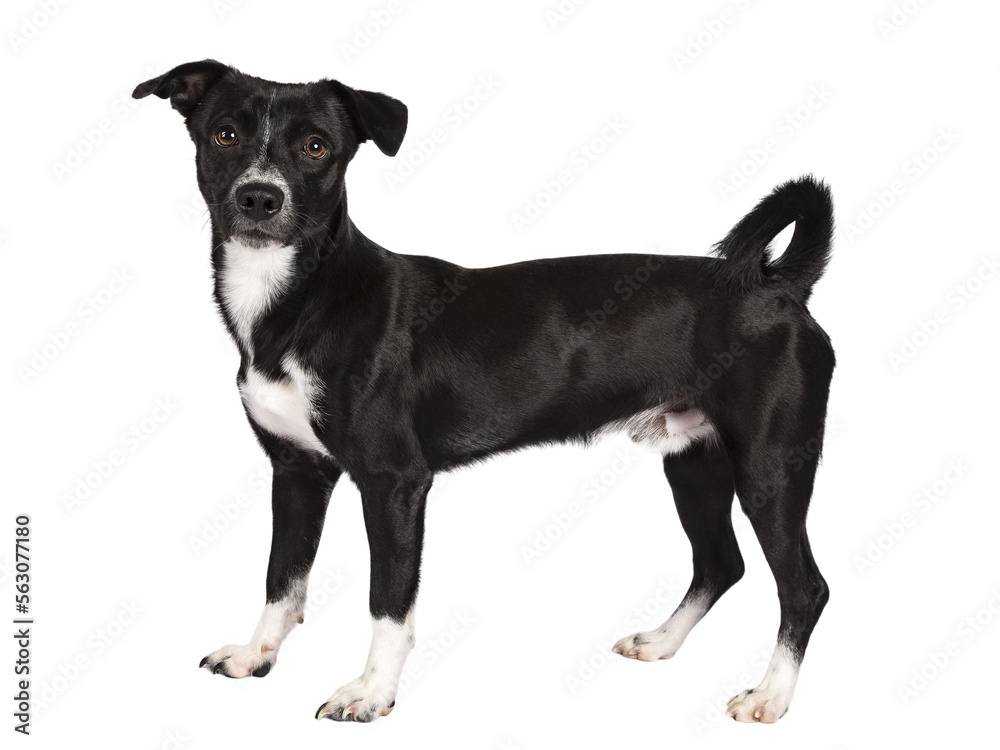 Sweet black and white shorthaired stray dog, standing side ways. Looking towards camera with brown eyes. Isolated cutout on transparent background.