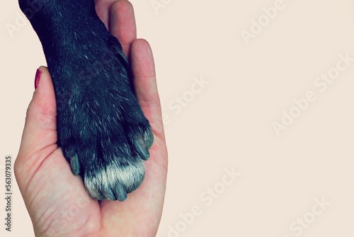 Pata de perro sobre mano de persona