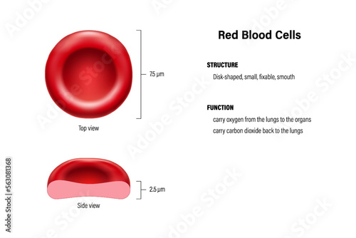 Structure and function of red blood cells vector. Erythrocytes top view and side view model. Scientific and medical concept.