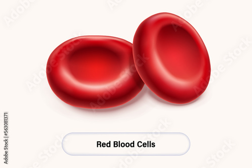 Red blood cells vector. Erythrocytes model. Scientific and medical concept.