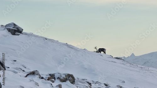 Reindeer on Kjølen mountain near Tromsø, Norway © Mira
