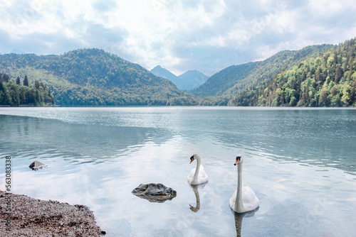 Two white swans float on the lake on the mountains backdrop . Pure lakes Germany Alpsee. Beautiful serene landscape. Blue crystal water landscape. Neighborhood of Noschwanstein Castle. Bavaria Alps