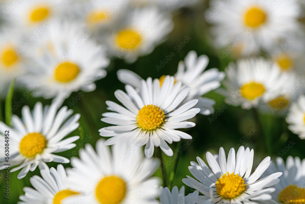 Fototapeta premium Gänseblümchen, Bellis perennis, in einer Nahaufnahme