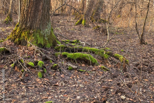 Tree with protruding roots, tree trunk covered with moss. Forest undergrowth.