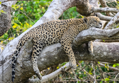 Wild Jaguar lying down on fallen tree trunk in Pantanal  Brazil