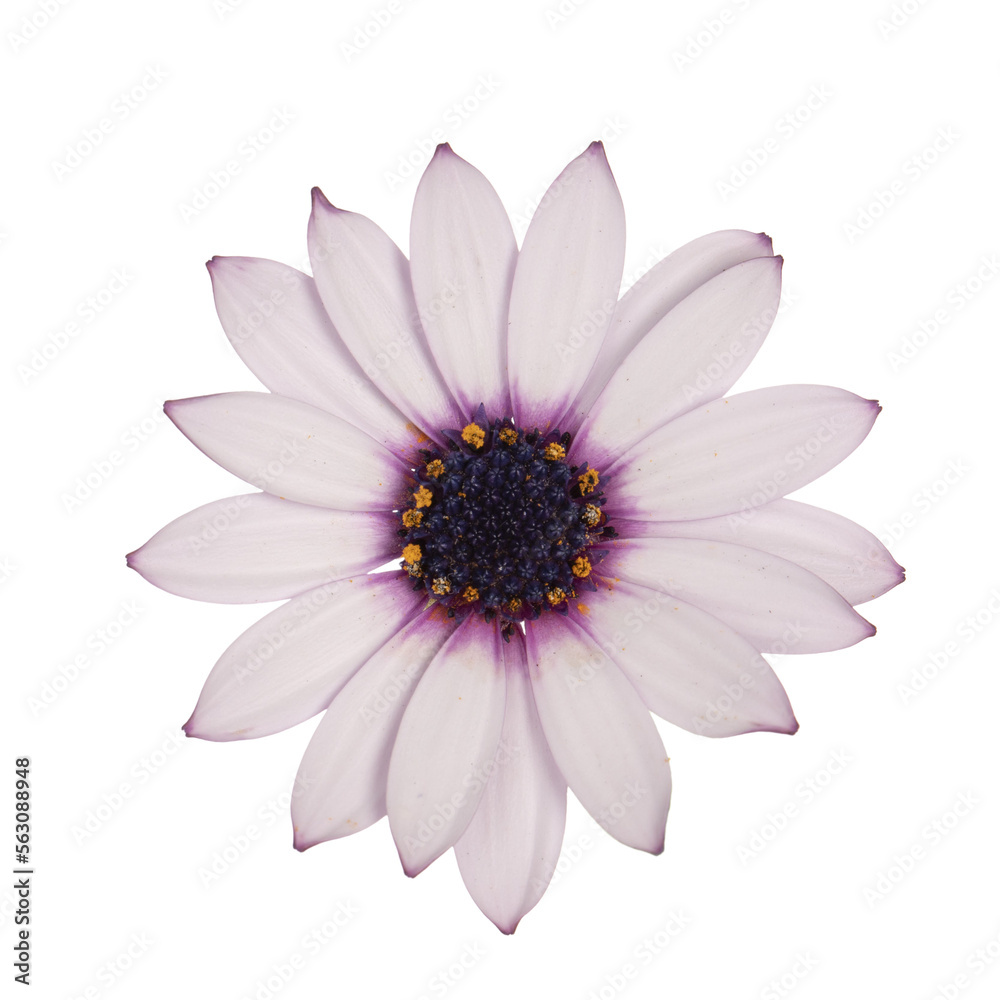Top view of pink single Spanish Daisy flower, isolated cutout on transparent background Top view of pink single Spanish Daisy flower, isolated cutout on transparent background