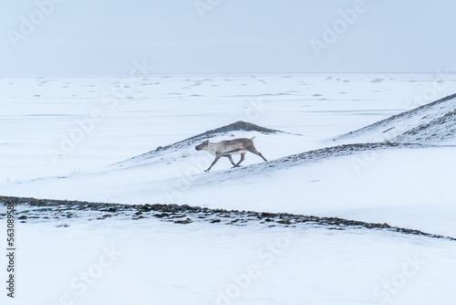 Wild Icelandic reindeer crossing snowy hills in winter landscape