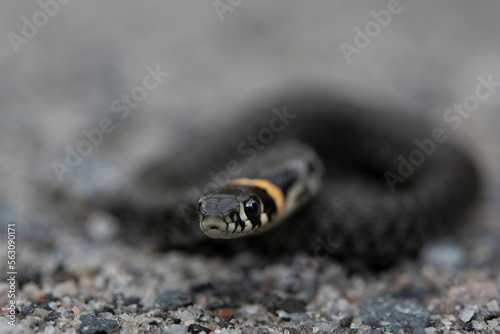 curious grass snake