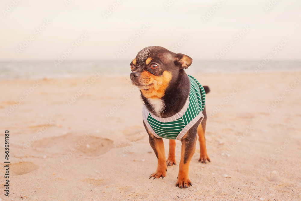 Chihuahua dog at sea. Small breed dog on vacation. Animal, pet. Chihuahua dog at sea. Small breed dog on vacation. Animal, pet.