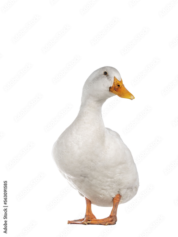 Healthy white adult Peking duck, standing facing front. Looking towards camera, isolated cutout on transparent background.