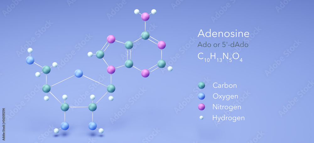 adenosine molecule, molecular structures, c10h13n5o4 3d model ...