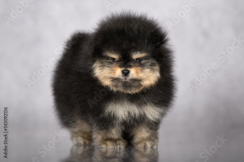 adorable fluffy pomeranian spitz pupy posing on grey background