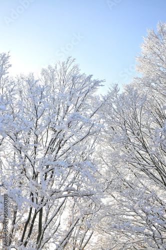 Verschneite Bäume unter blauem Himmel, Winterlandschaft in Norddeutschland