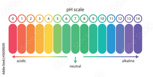pH value scale chart for acid-alkaline solution. Acid-base balance infographic isolated on white background. Indicator for concentration of hydrogen ion in solution. Vector illustration.