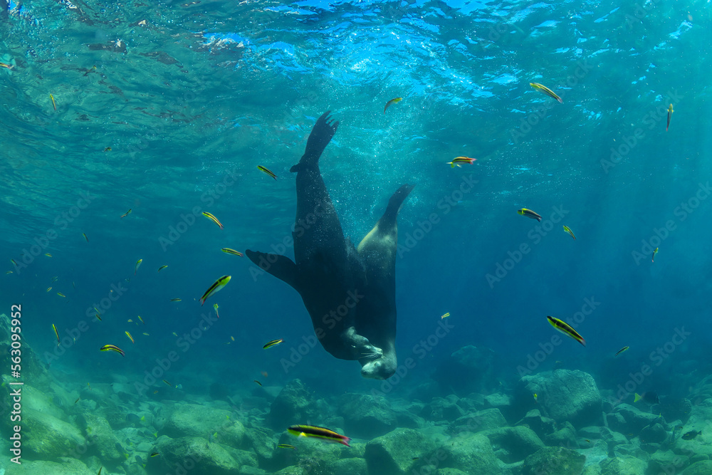 Zalophus Californianus animal diving in sea Zalophus Californianus animal diving in sea