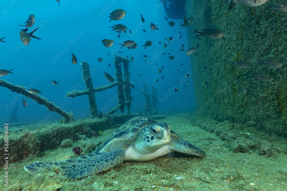 Green sea turtle in blue water Green sea turtle in blue water