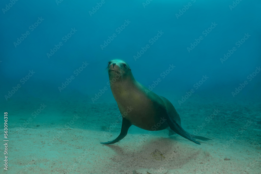 Zalophus Californianus animal diving in sea Zalophus Californianus animal diving in sea
