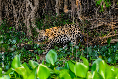 Wild Jaguar walking on river s precipice with tall grass  in Pantanal  Brazil