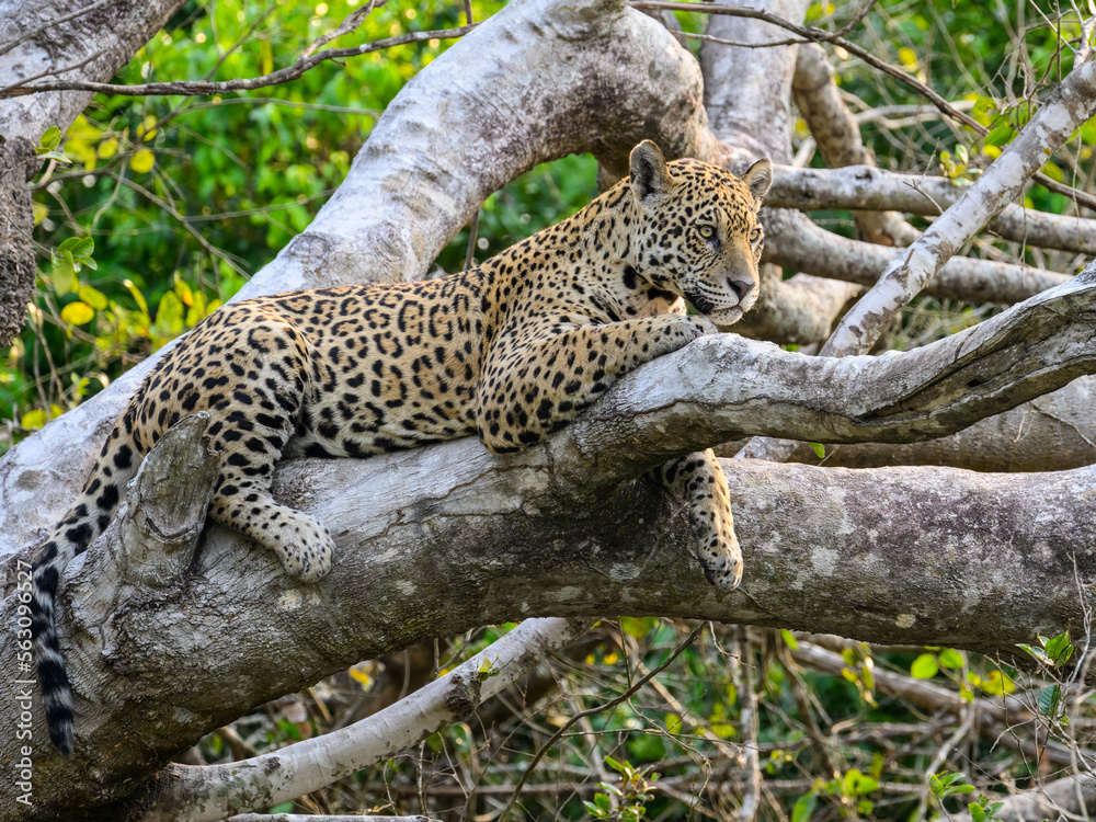 Wild Jaguar lying down on fallen tree trunk in Pantanal, Brazil Wild Jaguar lying down on fallen tree trunk in Pantanal, Brazil