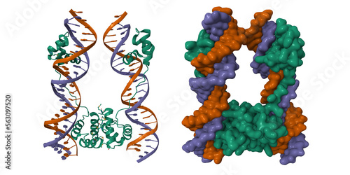 DNA-binding domain of human SETMAR in complex with Hsmar1 terminal inverted repeat (TIR) DNA. 3D cartoon and Gaussian surface models, PDB 7s03