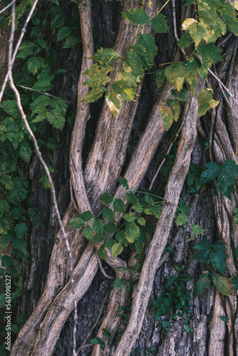 vines and leaves, vertical