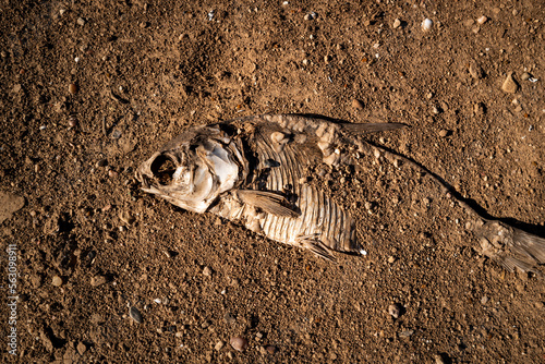 Dead dried fish on the beach sand  social issue of environmental pollution