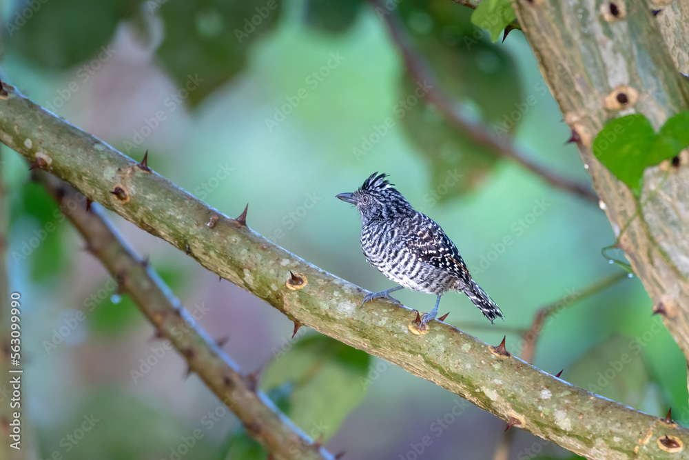A black and white bird perched on a branch with a soft pastel colored background. A black and white bird perched on a branch with a soft pastel colored background.