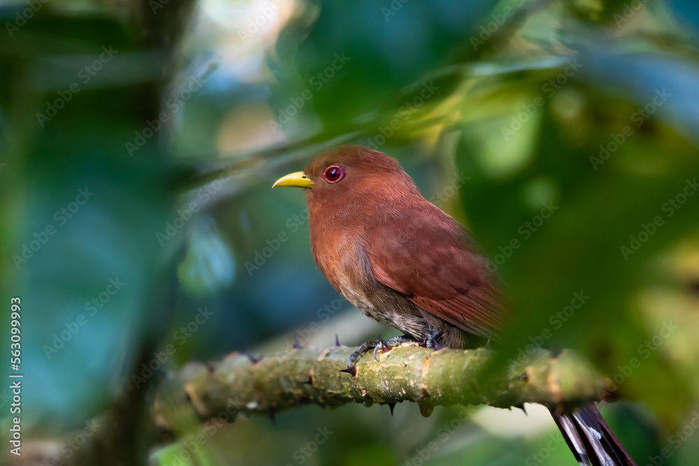 Close up of a Little Cuckoo bird hiding in the dense forest surrounded by blurred foliage. Close up of a Little Cuckoo bird hiding in the dense forest surrounded by blurred foliage.