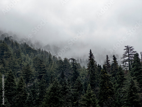 foggy landscapes in dense woodland