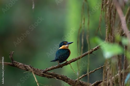 Small American Pygmy Kingfisher bird perched on a branch near some vines in the dense jungle.