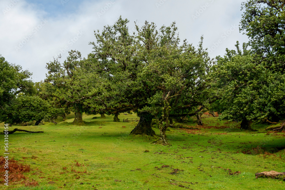 Fanal Forest, part of an ancient forest of ancient lime trees (Ocotea foetens) on Madeira Island. Fanal Forest, part of an ancient forest of ancient lime trees (Ocotea foetens) on Madeira Island.