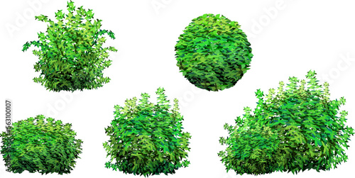 Ornamental green plant in the form of a hedge.Realistic garden shrub, seasonal bush, boxwood, tree crown bush foliage.For decorate of a park, a garden or a green fence. photo