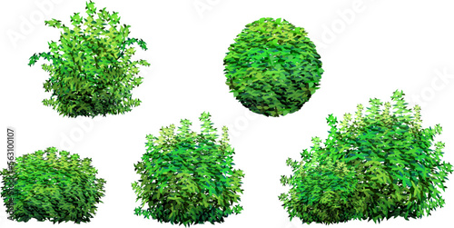 Ornamental green plant in the form of a hedge.Realistic garden shrub, seasonal bush, boxwood, tree crown bush foliage.For decorate of a park, a garden or a green fence.