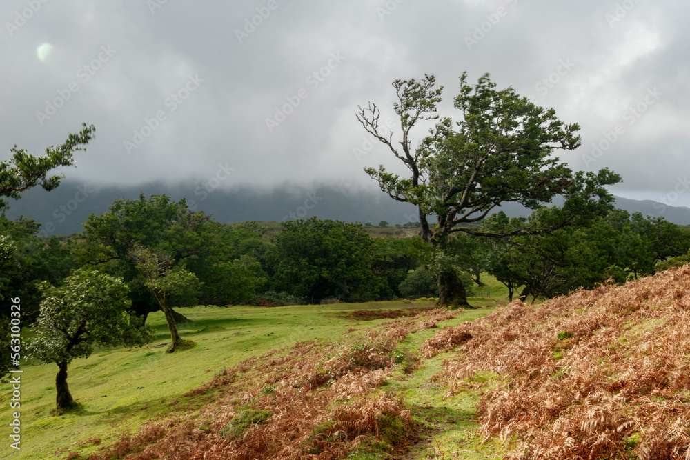 Fanal Forest, part of an ancient forest of ancient lime trees (Ocotea foetens) on Madeira Island. Fanal Forest, part of an ancient forest of ancient lime trees (Ocotea foetens) on Madeira Island.
