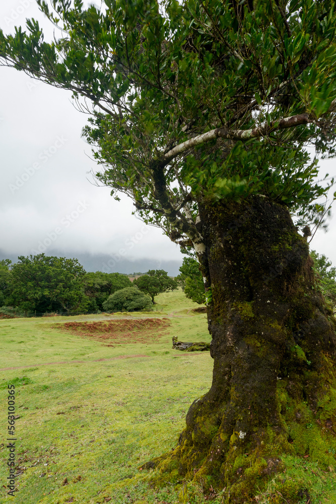 Fanal Forest, part of an ancient forest of ancient lime trees (Ocotea foetens) on Madeira Island.