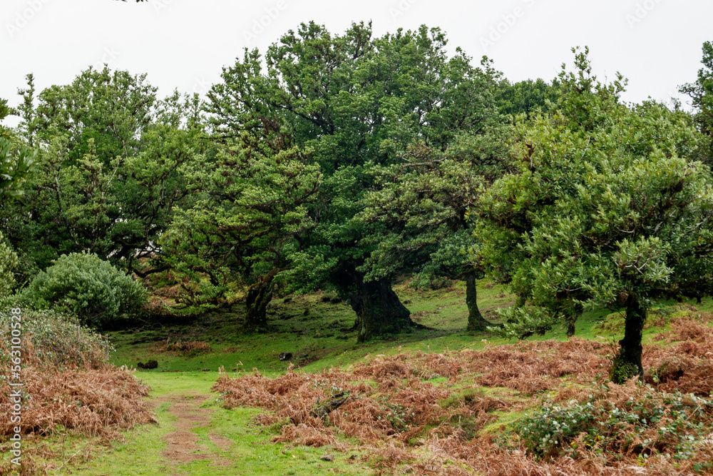 Fanal Forest, part of an ancient forest of ancient lime trees (Ocotea foetens) on Madeira Island.